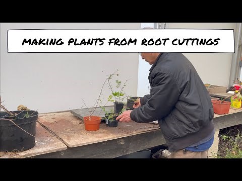 Making Bonsai from Root Cuttings