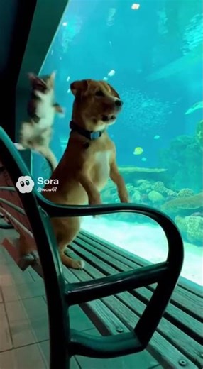 Cat & Dog – The Aquarium Bench Creak