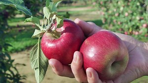 Planning to go apple picking? Here's what you need to know before you go