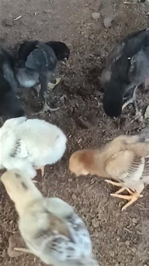 Peruvidai Chicks #peruvidai #sandaikozhi #rooster