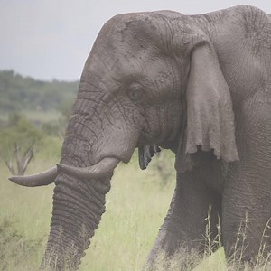 29K views · 255 reactions | Did You Know? | The Onion | Facebook