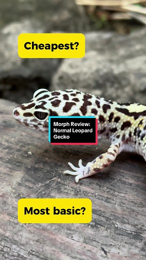 Exploring the Fascinating World of Leopard Gecko Morphs
