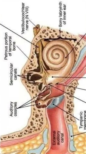 #Internal Structure of Ear