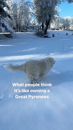 Big Dogs - The Great Pyrenees Experience