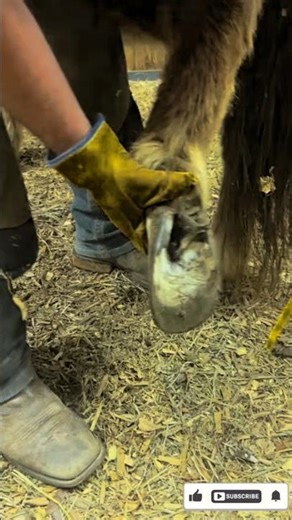 The Largest Hoof I Have Ever Had To Trim. Horse Restoration Front Hooves.
