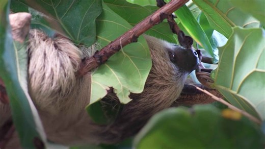 Female sloth moves into new zoo home with resident male in breeding hope