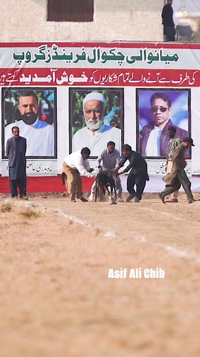 2.7K reactions · 53 shares | "Fast & Fierce: Inside Greyhound Racing!" #dogracing #greyhound #sighthounds @highlight | Asif Ali | Facebook