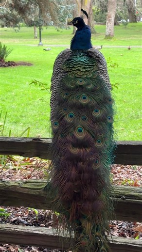 Peacock lover #peacock #wildlife #reels
