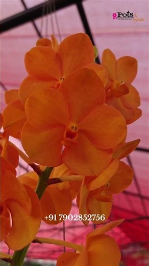Vanda NP Orange – Blooming Size Orchid | Bold Orange Beauty | Pots and Petals