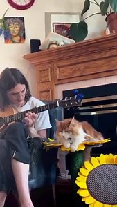 Friday jam sesh 🐈 Anyone else play and sing songs to their pets? 📷: @ruthie.the.cat #FanFriday | Chewy