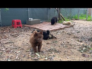 赶集两年偶遇唯一的山牛红，活泼可爱，样子就像个小熊