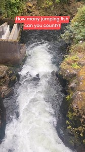 10K views · 25 reactions | At least 10! #fish | Digital Soap Opera | Facebook