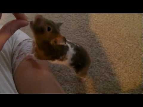 How to Train your Pet Hamster Tricks
