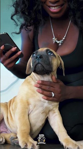 Dog and Cat Owner Instantly Falls for This Boerboel Pup #boerboels #boerboelpuppies #boerboellife