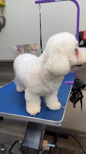 Brooklyn the Cavachon came in for her monthly bath 殺殺殺 #cavachon #cavachonclub #cavachonofinstagram #cavachoncutie #cavachonoftheday #cavachonlove #doggrooming #petstylist #dogsofinstagram #doggroomer | vladas_dog_grooming | Facebook