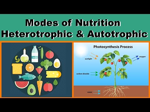 Modes of Nutrition | Heterotrophic & Autotrophic | Biology | Science | Letstute
