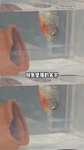 Fish Strong: The Unbeatable Power of Aquatic Strength