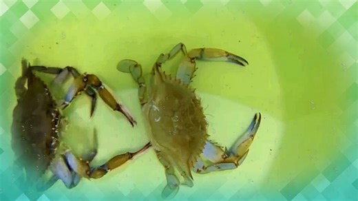 3.8K views · 22 reactions | It’s soft-shell crab season—our favorite...