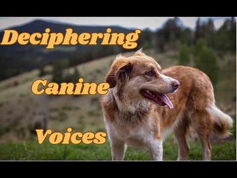Understanding Your Dog's Voices