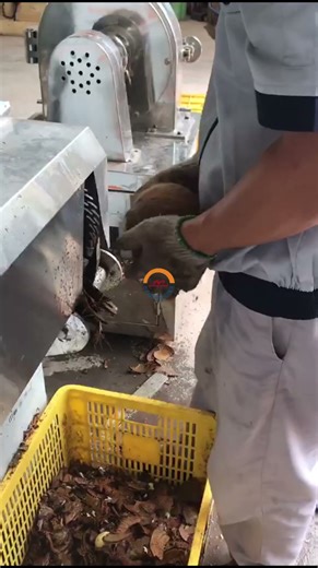 Automatic Coconut Shelling Husking Shell Removing Machine Coconuts Sheller Husk Remover Equipment