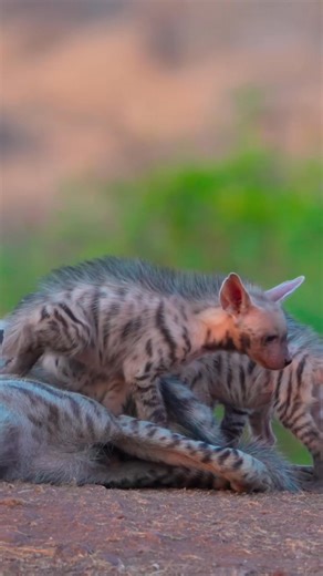 Striped hyena and her cub caught on camera in a rare, heartwarming moment 🦁💚 Did you know striped hyenas are mostly nocturnal, but mothers like this will keep their cubs close and safe even during the day 🌙👀 🌿💛 🎥 Credit to wildlife.khalid for this captivating video ➕ Follow us for more content like this🐾💕 Save this moment or tag a friend who loves wildlife today 👇💾💚 #CreatureCops #StripedHyena #StripedHyenaCub #HyenaAndBaby #HyenaMotherAndCub #BabyHyena #WildHyena #HyenaFamily #Wildl