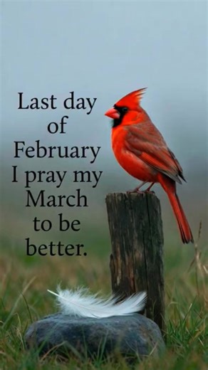 Last day of february, hoping that march gives us peace of mind, genuine, happiness and healing. ❣️ | Beautiful Cardinal