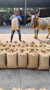 Amazing cow #amazingvideo #reelsvideo #fbreelsfypシ゚ #highlights #everyoneシ゚ | Crisanto N Nipaz