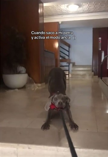 Cuando saco a mi perra y activa el modo ancla ⚓️