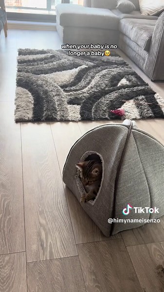 Growing Up: Adorable Kittens to Cats Transition