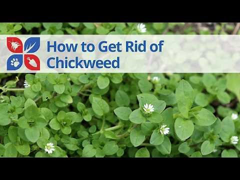 How to Get Rid of Chickweed | DoMyOwn.com
