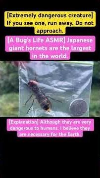 [A Bug's Life ASMR] Japanese giant hornets are the largest in the world.#insects #wasp #vespa #bee