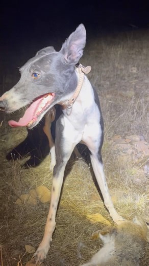 Caza de conejos Whippet + Linterna Convoy 🔥🔥🔥 #huntinglife #caza #hunting