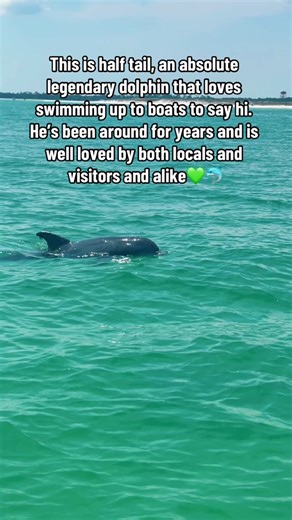 This is half tail, an absolute legendary dolphin that loves swimming up to boats to say hi. He’s been around for years and is well loved by both locals and visitors and alike💚🐬 Disclaimer: “It is against federal law to feed or harass wild dolphins. Swimming with or feeding dolphins can be dangerous for both human and dolphin and should not be attempted. The NOAA Fisheries Service warns that disruption of normal behavior and activities can ultimately harm these mammals”- Florida Fish and Wildli
