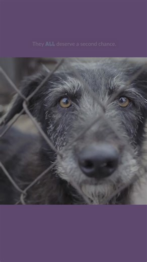 The Animal Rescue Site and Greater Good Charities need your support to fly at-risk shelter dog to freedom on this month's flight. On July 8, we're flying over 50 dogs out of overcrowded shelters to new homes in New Jersey. Learn more ⬇️⬇️ | The Animal Rescue Site by GreaterGood