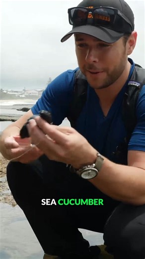 Take a look at this sea cucumber we found! #seacreatures #seacucumber #wildlife #bravewilderness | Brave Wilderness