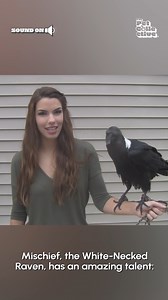 175K views · 2.9K reactions | Now we're talkin! ‍⬛️ | The Pet Collective | Facebook