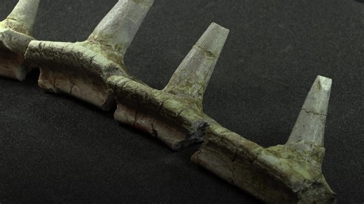 Spiky fossil of new dinosaur species found in Morocco