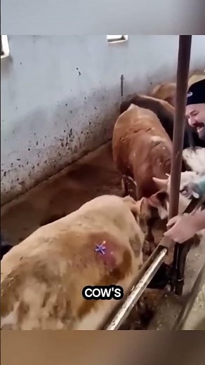 Why a Cow’s Stomach Can Literally Explode