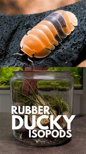 How I turned 4 isopods into 20+ in just 3 months