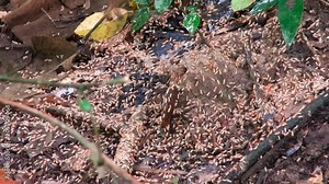 Termites Termite alates leave their underground nest. They fly off to pair and start a new colony. Class:Insecta, Order:Blattodea, Infraorder:Isoptera.