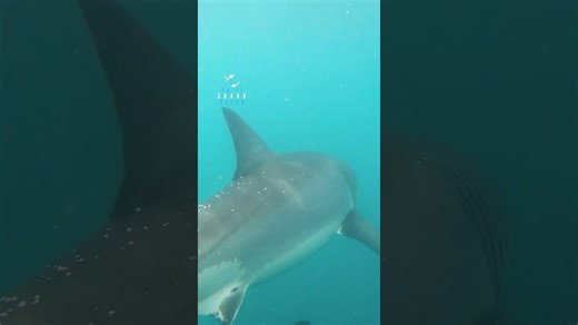 2 great white sharks crossing paths #greatwhite