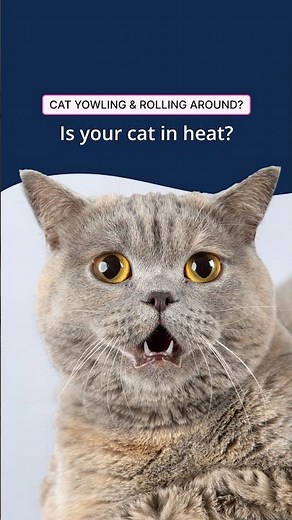 Cat in Heat? Why Your Cat Is Suddenly Yowling!