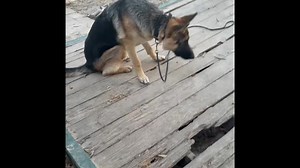 Diesel vs. The Water Hose 💦🐾 Meet Diesel — the dog who thinks the garden hose is his ultimate rival and best friend. The moment the water turns on, he’s ready to launch into full splash-attack mode! We’ve been teaching him impulse control and learning how to switch from playtime to calm time. Watch as we work on Diesel’s biggest nemesis! | Dog Psychology and Training Center - East Texas
