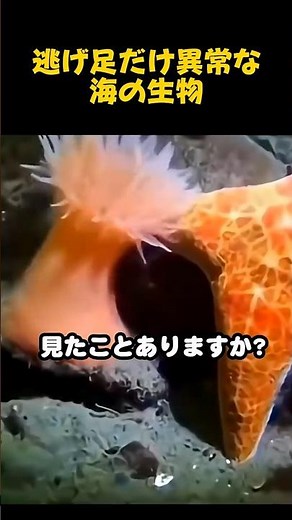 逃げ足だけ異常な海の生物#海の生き物#イソギンチャク#海洋生物#雑学#動物雑学#生物#豆知識#shorts#トリビア#ヒトデ