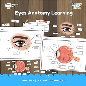Human Eye Anatomy Worksheet for Kids - Science Learning Pack Labeling Parts With Reference - Etsy UK