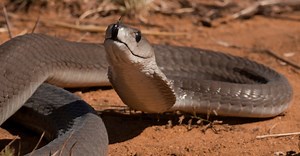 Boomslang Vs Black Mamba: What Are the Differences?