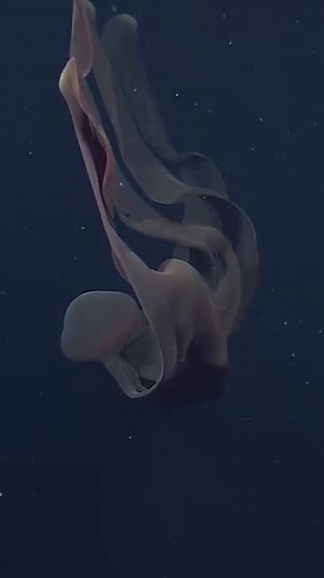 41K views · 1.9K reactions | Mid-week moment of zen with the giant...