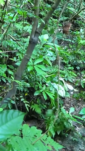 Tracking Wild Chickens & Setting Smart Traps Alone Survival Skills in the Forest #survival #hunting #fishing #food | I Am Primitive