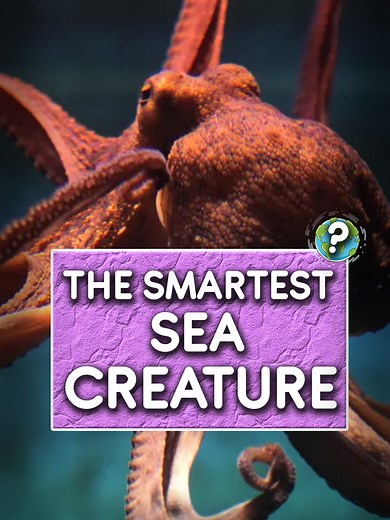 Octopus vs Triggerfish: The Ultimate Camouflage Battle