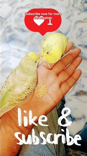 Hand Tame Budgie 👌 👍 🥰 || #birds #pets #parrot #budgies #handtameparrot #handfeed #short #trending